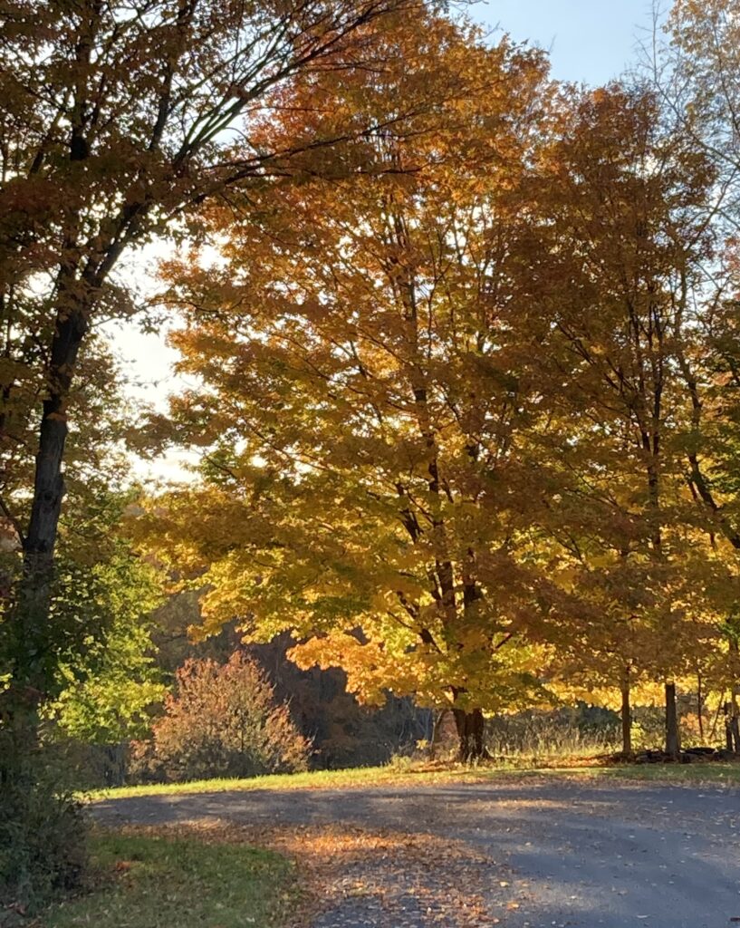 Fall Golden - Ira Rabois